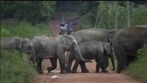 झारखंड की राजधानी में हाथियों का तांडव, 4 लोगों की कुचलकर मौत, सड़क पर मची अफरा-तफरी