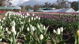 देखा एक ख्वाब’ की फीलिंग चाहिए? पालमपुर में खुला देश का दूसरा ट्यूलिप गार्डन