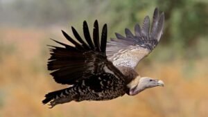 MP में पहली बार मोबाइल एप से होगी गिद्धों की गिनती, 7 प्रजातियों पर रखी जाएगी खास नजर