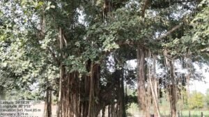 पन्ना में 100 साल से पुराने वृक्षों की खोज, बरगद, पीपल और नीम सहित कई पेड़ों का दस्तावेजीकरण