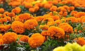 सिंहस्थ के लिए 4200 हेक्टेयर में होगी फूलों की खेती, विशेष क्लस्टर बनाए जाने की योजना, केंद्र से मंजूरी मांगी