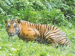 अंतर्राष्ट्रीय बाघ शिकारी आदिन सिंह उर्फ कल्ला बावरिया को 4 वर्ष की सजा