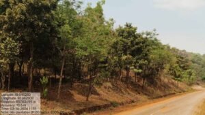 वन विकास निगम और एनएमडीसी बचेली के बीच 50 हजार पौधारोपण का अनुबंध