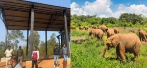 जमशेदपुर में बनेगा आधुनिक ‘एलीफेंट केयर सेंटर’, हाथियों को मिलेगा नया जीवन