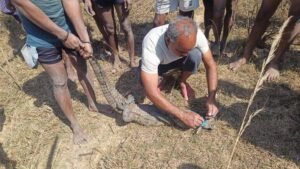 सुरक्षित रेस्क्यू के बाद मगरमच्छ को मिला नया ठिकाना, जंगल सफारी में बसाया गया