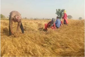 आसमान में पांच दिन नहीं होगी हलचल, गेहूं की फसल पर मंडराया खतरा