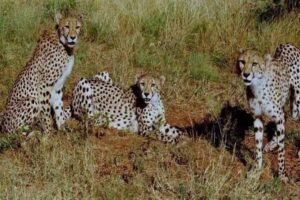 28 को बोत्सवाना से आ रहे चीते, एमपी में बढ़ेगा चीता कुनबा