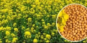 एमपी किसानों के लिए बड़ी राहत: अब सरसों पर भी मिलेगा भावांतर, सोयाबीन की तरह सरकार देगी कीमत का अंतर