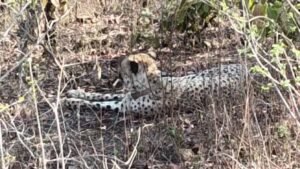 कूनो से निकला चीता KP-3 राजस्थान पहुंचा, झालावाड़ के गांवों में दहशत