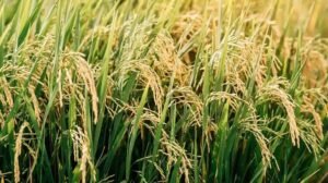 पंजाब सरकार का बड़ा फैसला, 201 सेमग्रस्त गांवों में किसानों को धान की अग्रिम बिजाई की मिली छूट