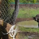 और खूबसूरत हुई एमपी की वाइल्ड लाइफ, सीएम डॉ. मोहन ने रिलीज किए 4 जंगली भैसें, ईको-सिस्टम पर होगा इतना असर