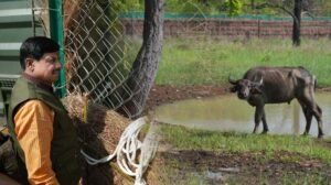 और खूबसूरत हुई एमपी की वाइल्ड लाइफ, सीएम डॉ. मोहन ने रिलीज किए 4 जंगली भैसें, ईको-सिस्टम पर होगा इतना असर