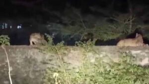 बांसवाड़ा में पैंथर का मूवमेंट बढ़ा, स्थानीय लोगों में डर का माहौल