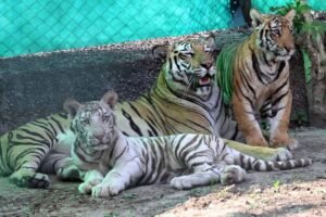 जयपुर के नाहरगढ़ पार्क में शावकों का पहला बर्थडे सेलिब्रेशन