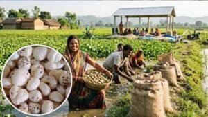 अररिया में मखाना उत्पादन को बढ़ावा, किसानों को 75% तक सब्सिडी देगी सरकार