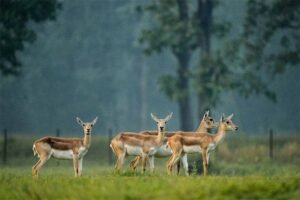 छत्तीसगढ़ का बरनवापारा अभयारण्य बना विलुप्ति के कगार पर पहुंचे काले हिरणों के पुनर्जीवन का मजबूत उदाहरण