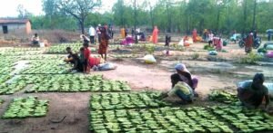 महिला तेंदूपत्ता संग्राहकों के सशक्तिकरण के लिये प्रदेश में संवेदनशील और दूरदर्शी नीतियां : मुख्यमंत्री डॉ. यादव