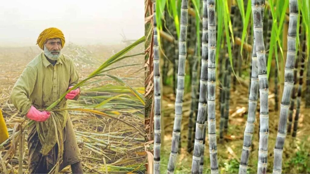 बिहार में गन्ना किसानों को बड़ी राहत, 99.14% भुगतान पूरा