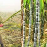 बिहार में गन्ना किसानों को बड़ी राहत, 99.14% भुगतान पूरा
