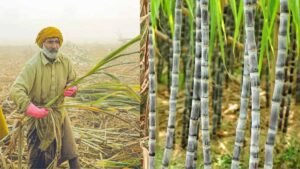 बिहार में गन्ना किसानों को बड़ी राहत, 99.14% भुगतान पूरा