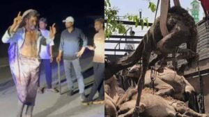 ऊंट तस्करी पर पुलिस और गौरक्षकों की बड़ी कार्रवाई, 21 ऊंट मुक्त और 2 गिरफ्तार