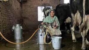 पिपरवार में 300 किसानों और महिला पशुपालकों ने बनाई नई प्रोड्यूसर कंपनी