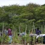 मियावाकी वन तकनीक से हरित छत्तीसगढ़ की नई पहल, कम समय में तैयार हो रहे घने जंगल