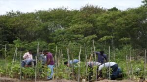 मियावाकी वन तकनीक से हरित छत्तीसगढ़ की नई पहल, कम समय में तैयार हो रहे घने जंगल