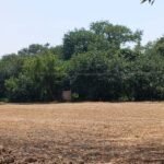 पंजाब का सबसे विशाल पेड़ बना कौतूहल का केंद्र, 300 साल पुरानी जड़ों का आठ एकड़ तक फैला साम्राज्य