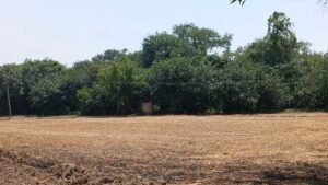 पंजाब का सबसे विशाल पेड़ बना कौतूहल का केंद्र, 300 साल पुरानी जड़ों का आठ एकड़ तक फैला साम्राज्य