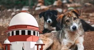 आवारा कुत्तों पर SC के आदेश से बढ़े सवाल, क्या शहरों में पर्याप्त शेल्टर मौजूद हैं?