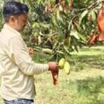 यूपी के आम बागों में बची फसल को बचाने की जद्दोजहद, बैगिंग से बढ़ेगी क्वालिटी और कीमत