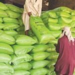 शिवपुरी में अब बिना ई-टोकन के नहीं मिलेगा खाद, किसान निधि से जुड़ रहा डाटा