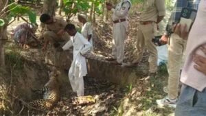 बलरामपुर में दर्दनाक हादसा: तार में फंसकर मादा तेंदुए की मौत, वन विभाग जांच में जुटा