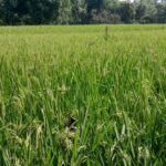 सरायकेला-खरसावां में बढ़ा गरमा धान का रकबा, किसानों में दिखा उत्साह