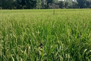 सरायकेला-खरसावां में बढ़ा गरमा धान का रकबा, किसानों में दिखा उत्साह