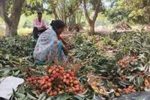 बिहार की लीची फसल को ‘स्टिंग बग’ से बचाने के लिए केंद्र सरकार ने बनाई विशेष टास्क फोर्स