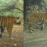राजस्थान के रणथंभौर में बढ़ा बाघों का संघर्ष, RBT-2504 और RBT-2510 गायब