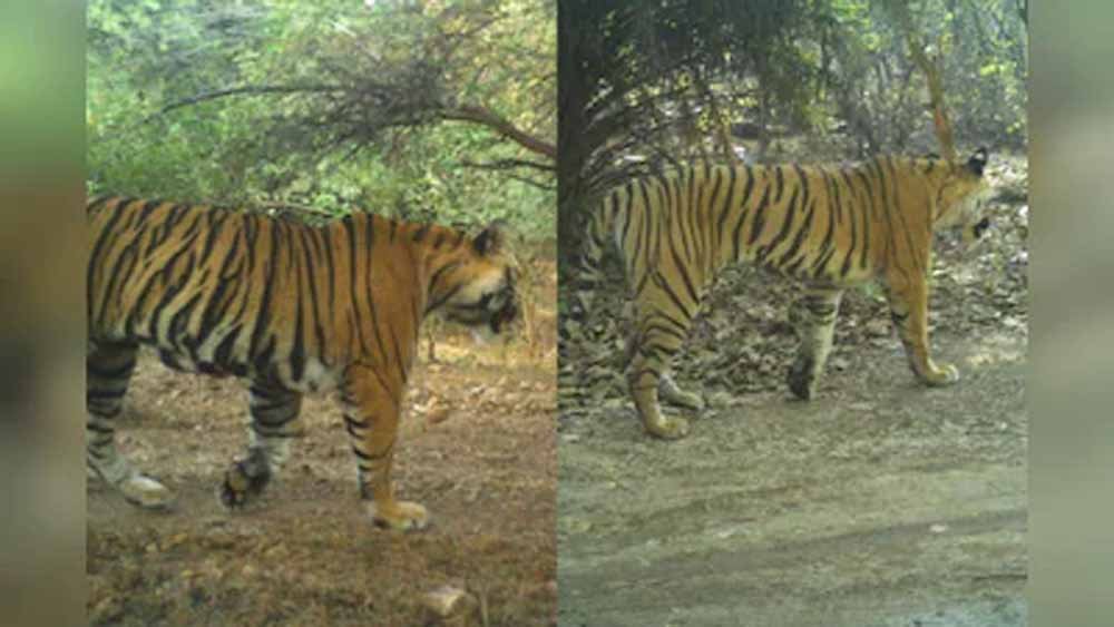 राजस्थान के रणथंभौर में बढ़ा बाघों का संघर्ष, RBT-2504 और RBT-2510 गायब