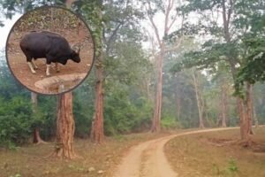 भीषण गर्मी से तप रहा पलामू टाइगर रिजर्व, सूखे जलस्रोत और बढ़ा संकट