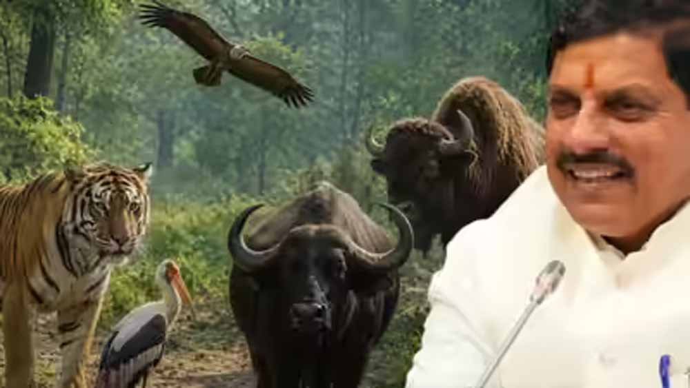 मध्य प्रदेश बना वन्यजीव संरक्षण का मॉडल, कूनो से वैश्विक पहचान