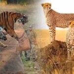 नौरादेही में टाइगर और चीता सुरक्षा के लिए पूर्व सैनिक होंगे जिम्मेदार, वन अपराध पर लगाम