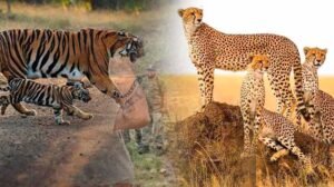 नौरादेही में टाइगर और चीता सुरक्षा के लिए पूर्व सैनिक होंगे जिम्मेदार, वन अपराध पर लगाम