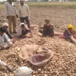 उत्तर प्रदेश में आलू किसानों को राहत की तैयारी: अन्य राज्यों में भेजा जाएगा उत्पादन