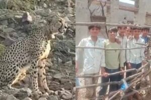 रणथंभौर में दहशत: चीता, बाघ और तेंदुए की मूवमेंट से ग्रामीण डरे