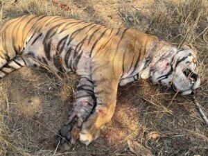 बांधवगढ़ टाइगर रिजर्व में मृत पाये गए नर बाघ का हुआ पोस्टमॉर्टम