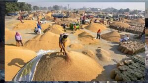 मंडियों में धान की रिकॉर्डतोड़ आवक, पिछले साल के आंकड़े हुए ध्वस्त