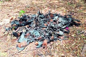 नौतपा की भीषण गर्मी का असर, रोज 500 चमगादड़ों की मौत से मचा हड़कंप