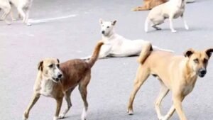 खंडवा में मासूम पर कुत्तों का हमला, 6 डॉग्स ने 50 मीटर तक घसीटा