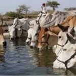 जनभागीदारी से मिलेगा निराश्रित गोवंश को सहारा